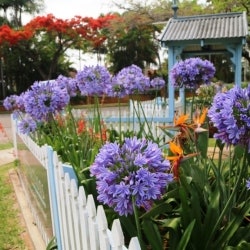 tall agapanthus