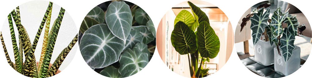 Alocasia - very fashionable indoor plants