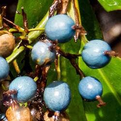 the blue berries of Alpinia caerulea