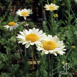 Anthemis - dyer's chamomile