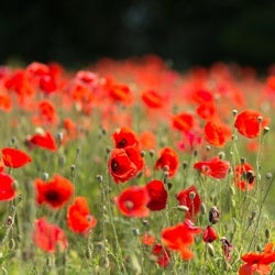 Anzac poppies