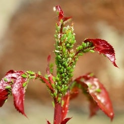 aphids on rose bush