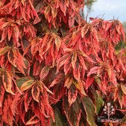 Acalypha Firestorm