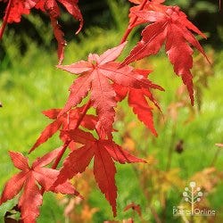 Japanese acer