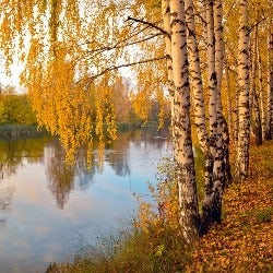 silver birch