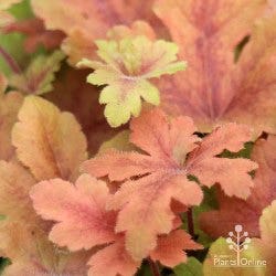 Heucherella Hopscotch