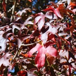 liquidambar