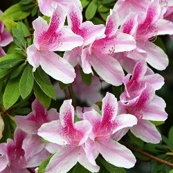 azalea