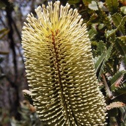 Banksia aemula - wallum banksia