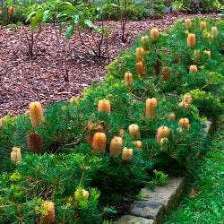 Banksia Birthday Candles