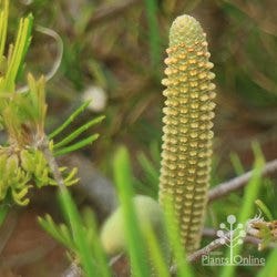 Banksia candle