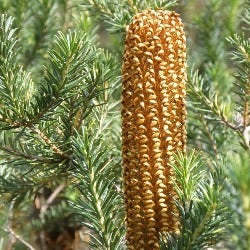 Banksia ericifolia - heath banksia