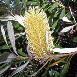 Banksia integrifolia - coast banksia