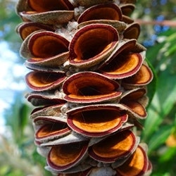 Banksia cone