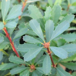 Banksia paludosa - marsh banksia