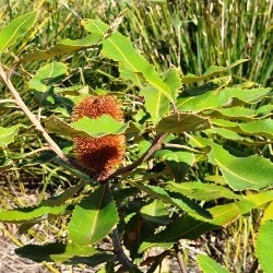 Banksia robur - swamp banksia