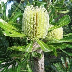 Banksia serrata - saw banksia