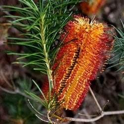 Banksia spinulosa - hairpin banksia