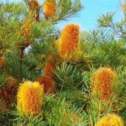 banksia