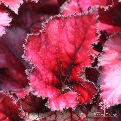 begonia