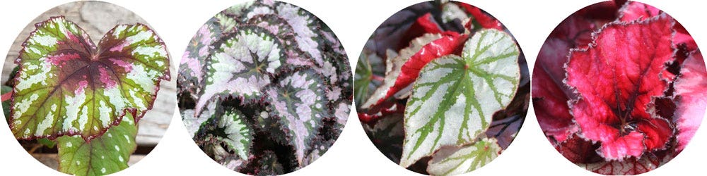 Begonia Rex - vibrant-coloured metallic leaves Begonia Rex with coloured leaves