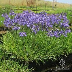 great value agapanthus