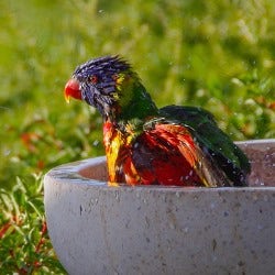 lorikeets love a bath