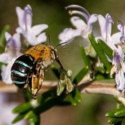 blue banded bee