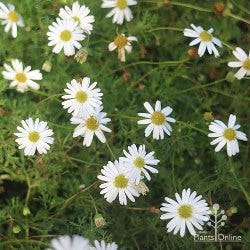 Brachyscome cut leaf daisies