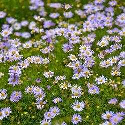 bees prefer flat open purple flowers