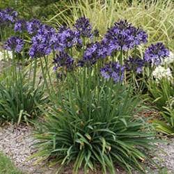 sterile agapanthus