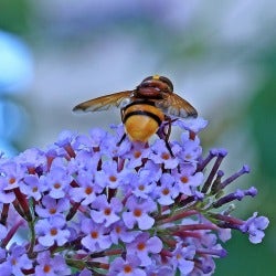 bees love buddleias