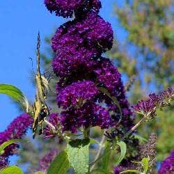 buddleia Black Knight