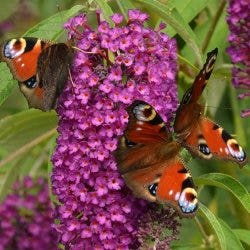 butterflies love buddleias