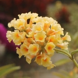 buddleia Golden Glow