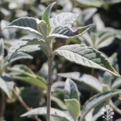 silver leaved buddleia