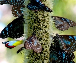 butterflies on a grass tree