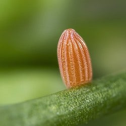 caterpillars make butterflies