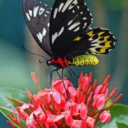 nectar plants for butterflies