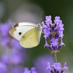 nectar plants for butterflies