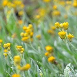 the gold flowers of Chrysocephalum