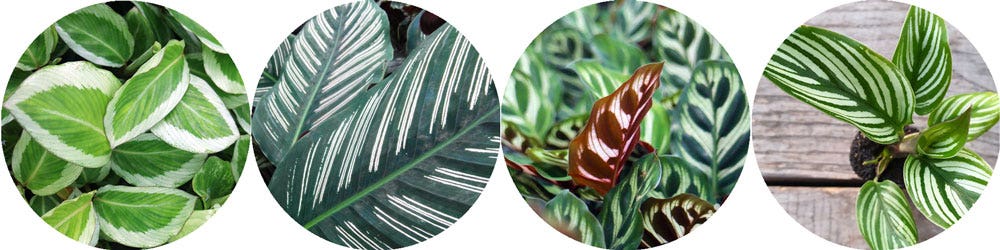  variegation and leaf pattern in calatheas