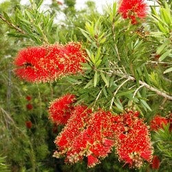 bottlebrush