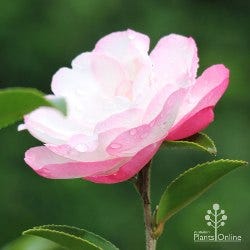 Camellia shading on petals