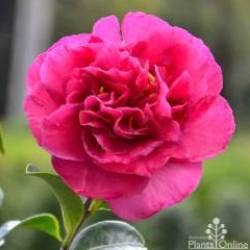 camellia