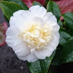 Camellia japonica