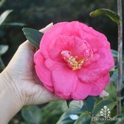 Camellia sasanqua