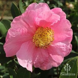 Camellia reticulata