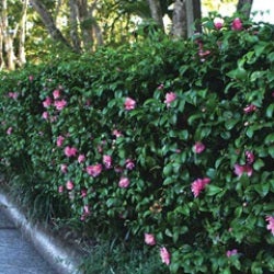 Camellia hedge