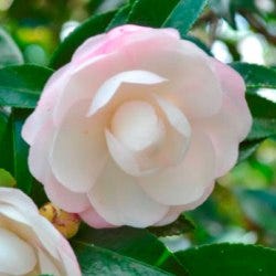 Camellia japonica